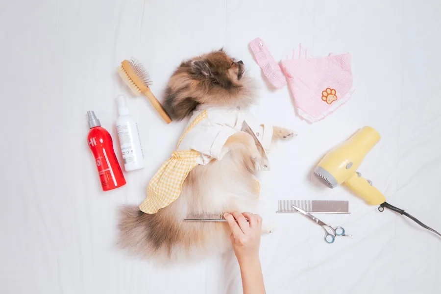 ブラッシング中の猫ちゃんとケア用品